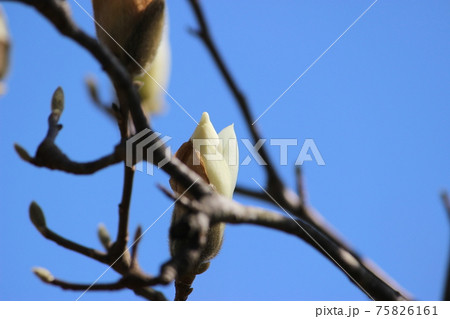 モクレン 75826161