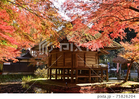 中尊寺 弁財天堂の燃ゆる紅葉 中尊寺 弁財天堂の燃ゆる紅葉 75826204