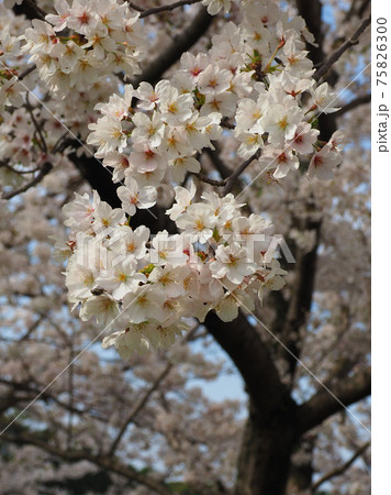 桜（春のイメージなどに） 75826300