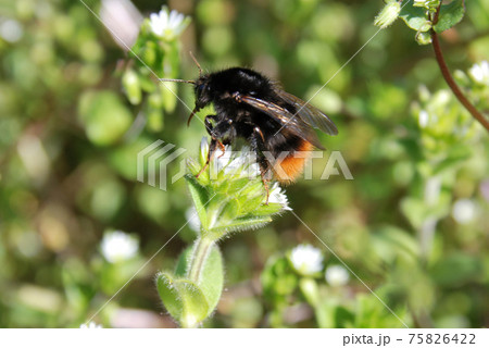 クロマルハナバチのメス 75826422