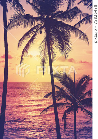 Coconut palm trees silhouettes at sunset, color toning applied. 75826438