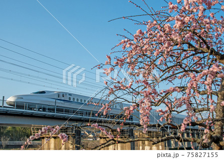 晴天の下、十九女池に咲く枝垂れ梅の横を疾走する東海道新幹線N700A 75827155