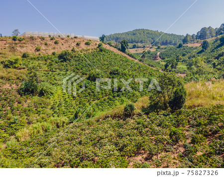 Aerial drone view of a green coffee field in Vietnam 75827326