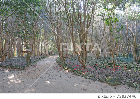 笠山、椿群生群 笠山、椿群生群 75827446