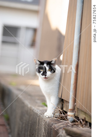 みつめる猫 みつめる猫 75827654