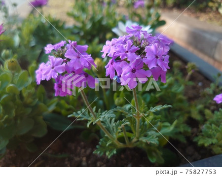 花壇に咲くバーベナ 75827753