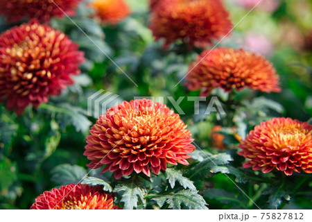 オレンジのダリアの花 75827812