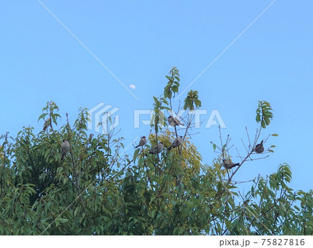 すずめ達の梢で井戸端会議 すずめ達の梢で井戸端会議 75827816
