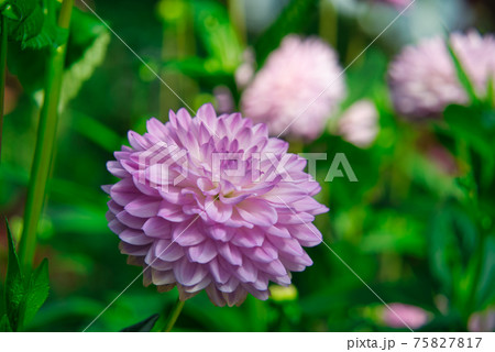 薄紫のダリアの花 薄紫のダリアの花 75827817