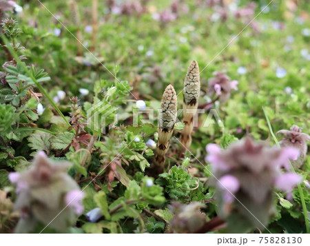 つくし 春イメージ つくし 春イメージ 75828130