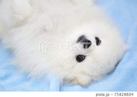 愛犬ポメラニアンの睡眠 愛犬ポメラニアンの睡眠 75828604