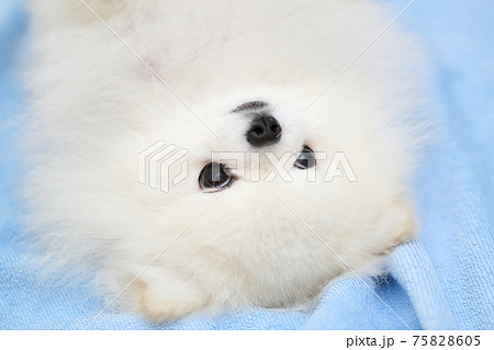 愛犬ポメラニアンの睡眠 75828605