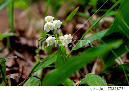 【山梨】初夏の芦川 可憐な日本すずらんのアップ 【山梨】初夏の芦川 可憐な日本すずらんのアップ 75828774