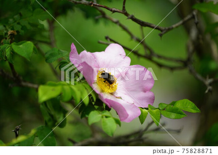 サンショウバラの蜜を吸うコマルハナバチの雌の写真素材 7571