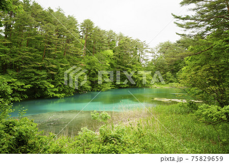 柳沼　五色沼自然探勝路　Yanagi-numa Pond 75829659