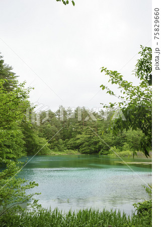 柳沼 五色沼自然探勝路 Yanagi-numa Pond 柳沼 五色沼自然探勝路 Yanagi-numa Pond 75829660