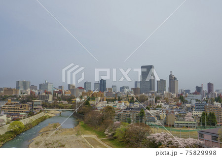 桜が満開春爛漫の仙台市中心部高層ビル群SS30トラストタワーBuilding group of Se 桜が満開春爛漫の仙台市中心部高層ビル群SS30トラストタワーBuilding group of Se 75829998