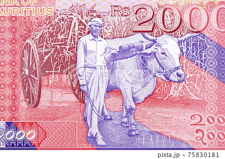 Man with a mule from Mauritian money Man with a mule from Mauritian money 75830181