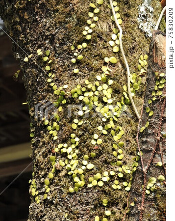 木の表面に着生する「マメヅタ」 木の表面に着生する「マメヅタ」 75830209