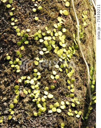 木の表面に着生する「マメヅタ」 75830211