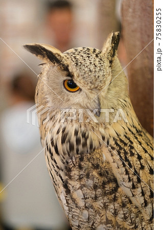 止まり木のフクロウの写真素材