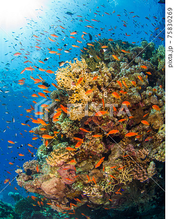 珊瑚の根の周囲に群れるキンギョハナダイ (シャルム・エル・シェイク、紅海、エジプト) 75830269