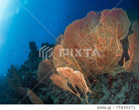 珊瑚礁に群生するウミウチワ (シャルム・エル・シェイク、紅海