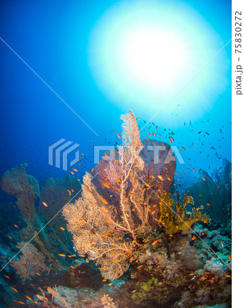 珊瑚礁のウミウチワとキンギョハナダイの群れ (シャルム・エル