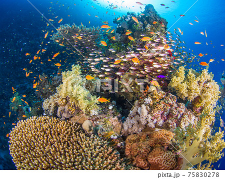珊瑚の根とそこに群れる小さな海水魚 (ラス・モハメッド国立公園、紅海、エジプト) 珊瑚の根とそこに群れる小さな海水魚 (ラス・モハメッド国立公園、紅海、エジプト) 75830278