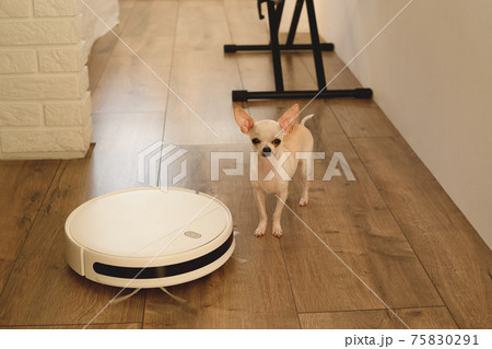 Smart robot vacuum cleaner in the interior makes cleaning of the laminate floor 75830291