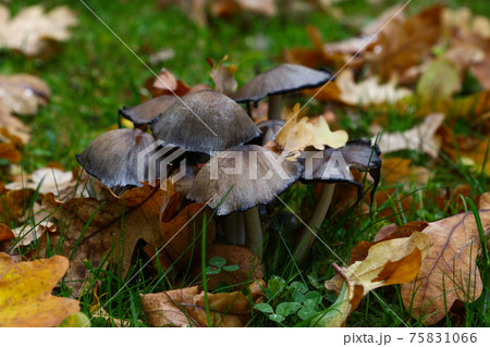 Toadstool poisonous mushrooms in autumn leaves Toadstool poisonous mushrooms in autumn leaves 75831066