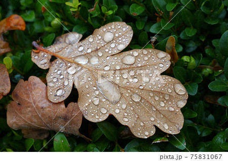 Fallen autumn oak leaves with rain drops in grass 75831067