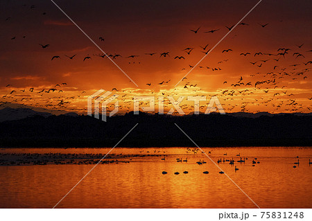 朝霧が立ち込める伊豆沼で日の出と共に飛び立つマガンの雁行と白鳥 75831248
