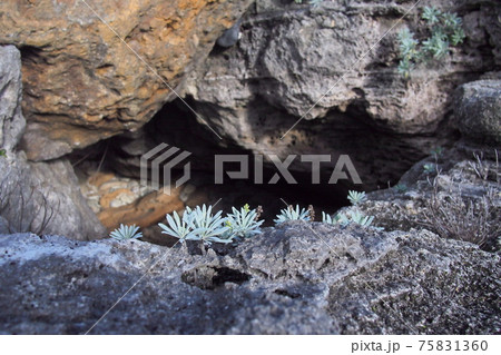 モクビャッコウ (沖縄 伊計島) モクビャッコウ (沖縄 伊計島) 75831360