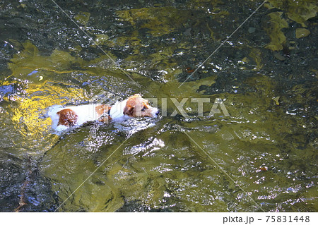 犬の水泳 犬の水泳 75831448