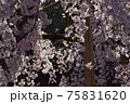 しだれ桜 75831620