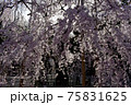 しだれ桜 75831625