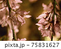 しだれ桜 75831627