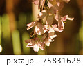 しだれ桜 75831628