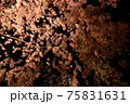 しだれ桜 75831631