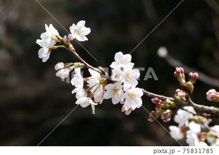 横浜散策 横浜散策 75831785