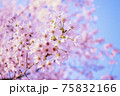桜　満開　背景素材 75832166