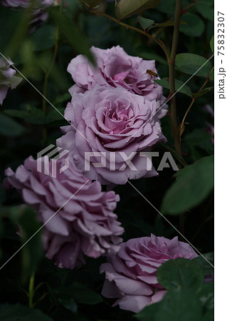 満開の薔薇 シークレット パフューム 75832307
