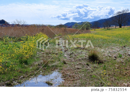 入田河川敷の菜の花畑　雨上がり　（高知県　四万十市）	 75832554