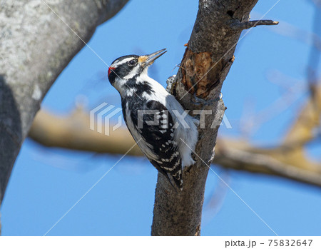 Black and white woodpecker riping up bard of a tree Black and white woodpecker riping up bard of a tree 75832647