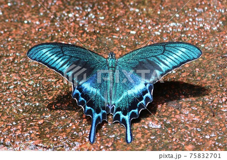 ミヤマカラスアゲハ 75832701