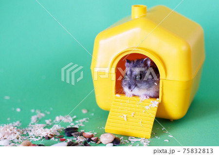 Djungarian dwarf hamster sitting inside its plastic house on green background Djungarian dwarf hamster sitting inside its plastic house on green background 75832813