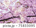 桜　満開　背景素材 75833095