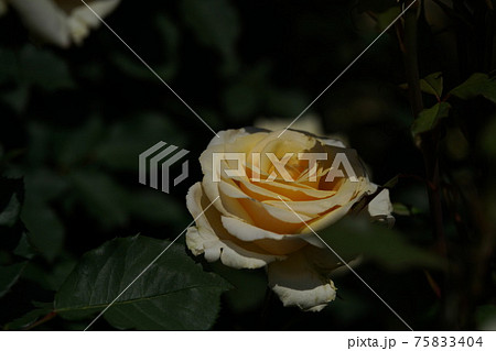 満開の薔薇 シンプリー ヘブン 75833404