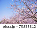 桜　満開　青空　背景素材 75833812